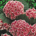 Hortensia Macrophylla Bicolor "Camilla"