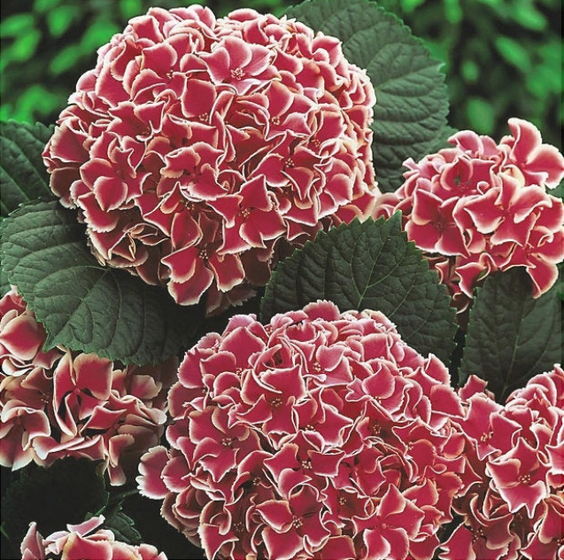 Hortensia Macrophylla Bicolor "Camilla"