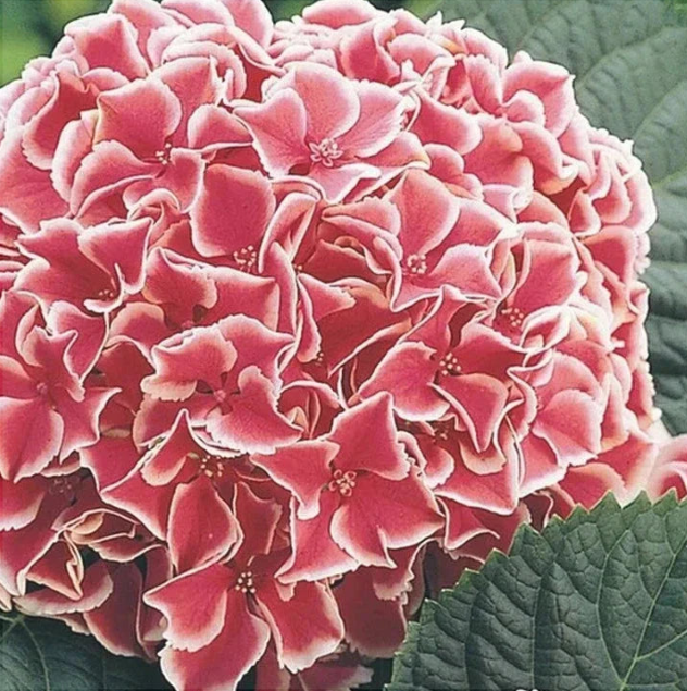 Hortensia Macrophylla Bicolor "Camilla"