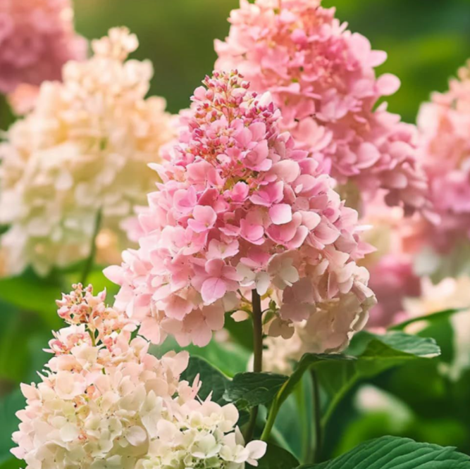 Hortensia Paniculata "Phantom"