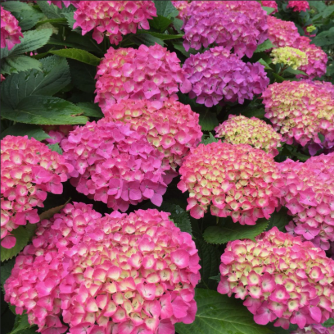 Hortensia Macrophylla "Early Pink" la Ghiveci 10 L