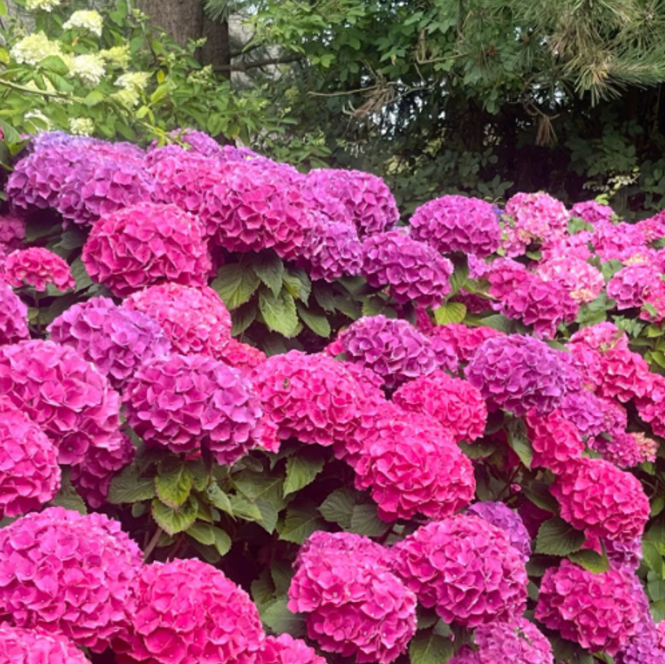 Hortensia Macrophylla "Early Pink" la Ghiveci 10 L