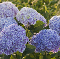 Hortensia Bicolor "Bavaria" la Ghiveci 10 L