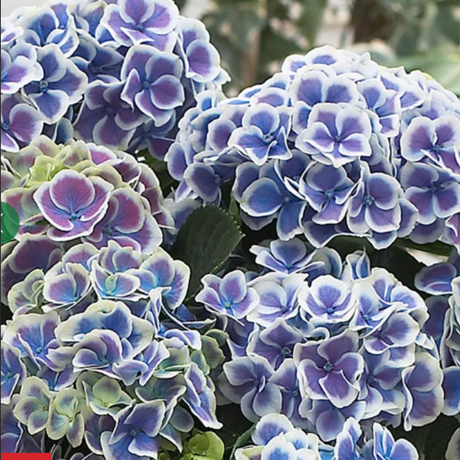 Hortensia Bicolor "Bavaria" la Ghiveci 10 L