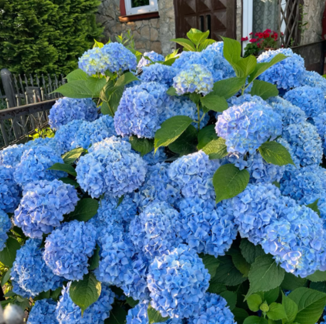Hortensia Macrophylla "Early Blue" la Ghiveci 10 L