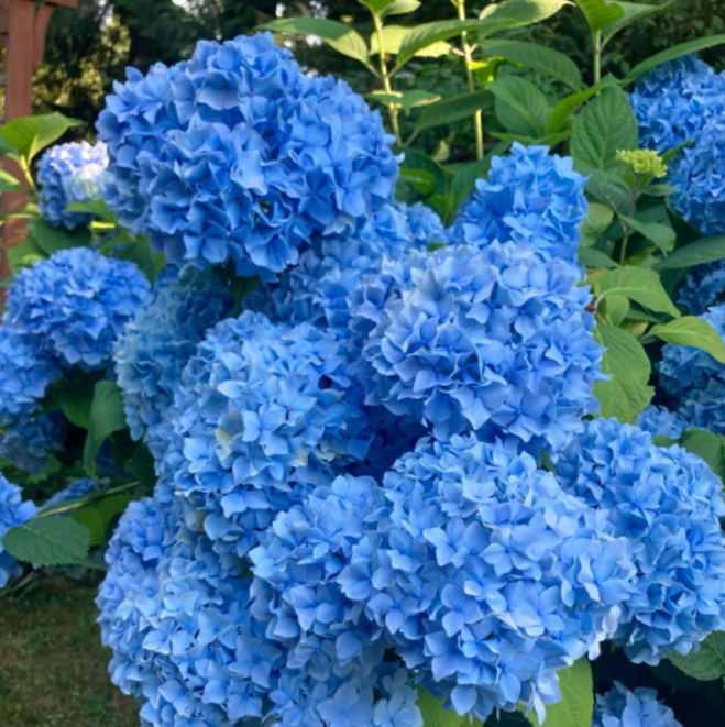 Hortensia Macrophylla "Early Blue" la Ghiveci 10 L