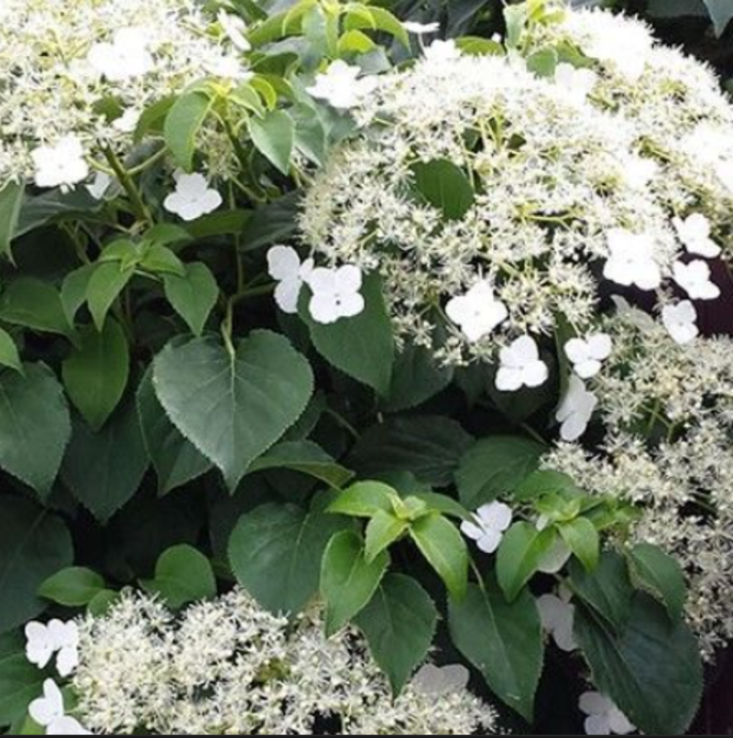 Hortensie Cățărătoare "Hydrangea Petiolaris"