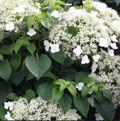 Hortensie Cățărătoare "Hydrangea Petiolaris"