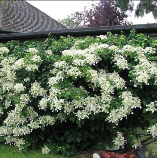 Hortensie Cățărătoare "Hydrangea Petiolaris"
