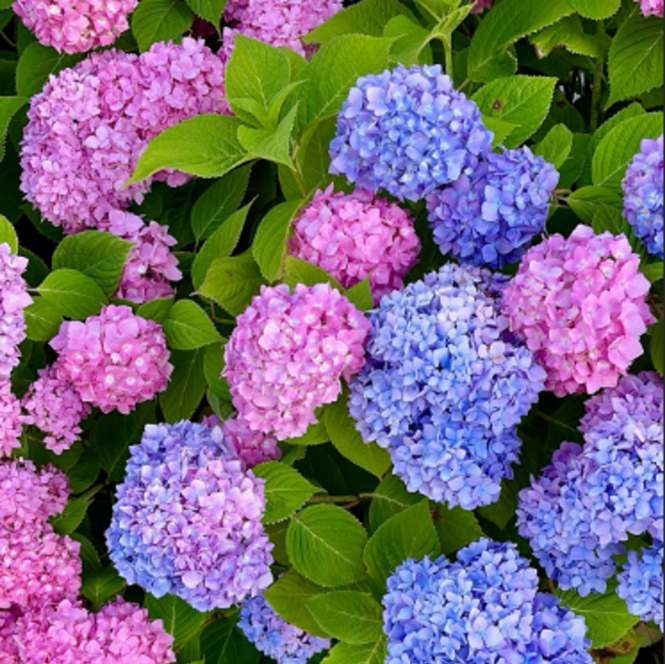 Hortensia Macrophylla "Hamburg" la Ghiveci 10 L