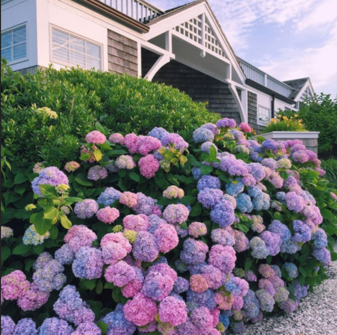 Hortensia Macrophylla "Hamburg" la Ghiveci 10 L