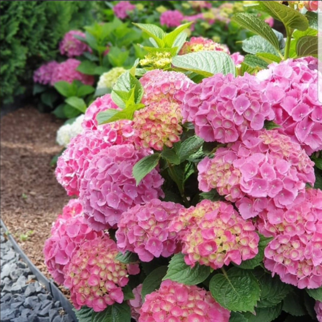 Hortensia Macrophylla "Roz" la Ghiveci 10 L