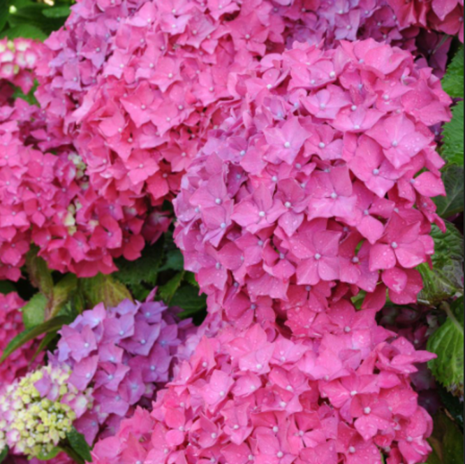Hortensia Macrophylla "Roz" la Ghiveci 10 L