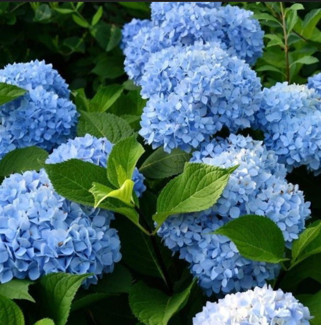 Hortensia Macrophylla "Bodensee"