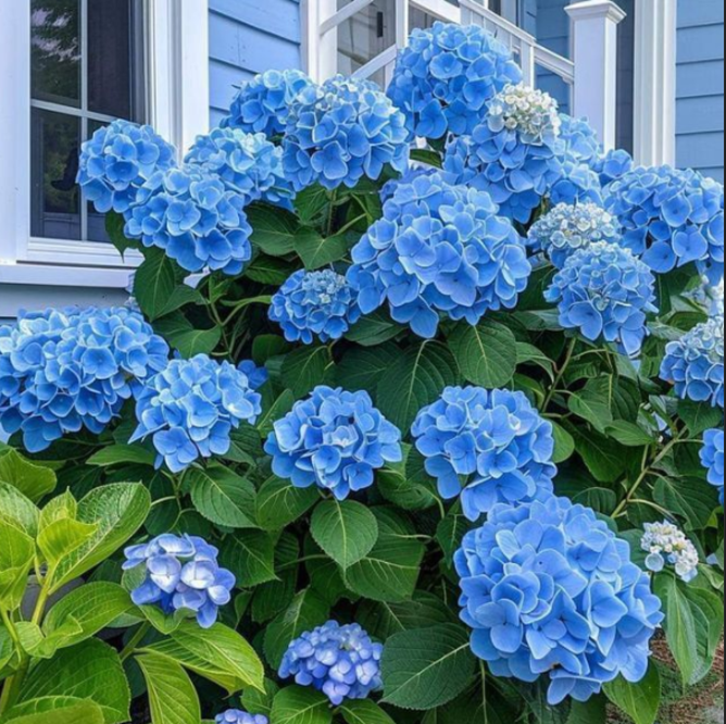 Hortensia Macrophylla "Bodensee"
