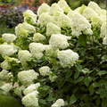 Hortensia Paniculata "Silver Dollar"