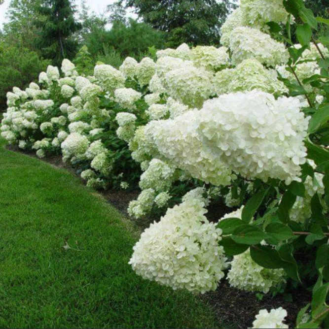 Hortensia Paniculata "Silver Dollar"