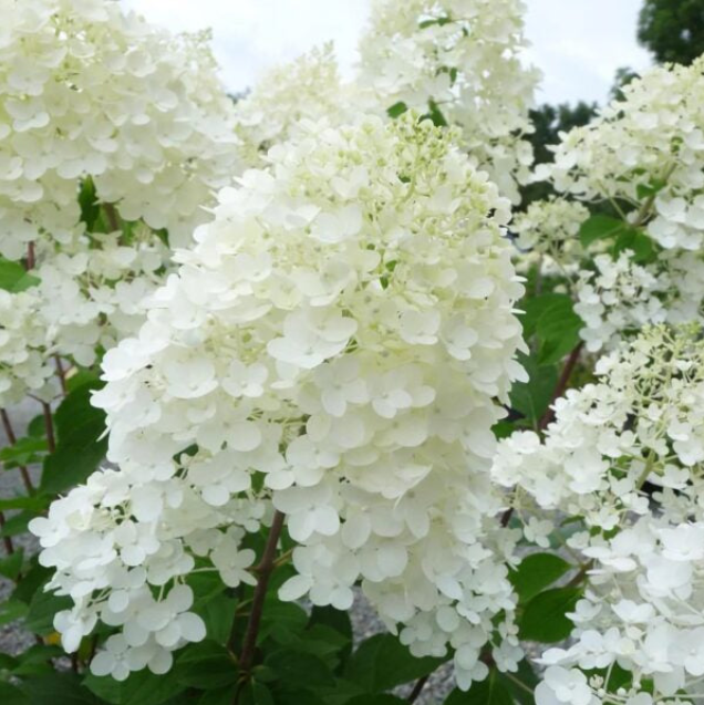 Hortensia Paniculata "Silver Dollar"