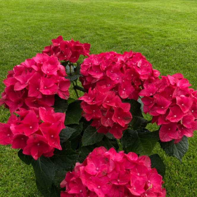 Hortensia Macrophylla "Miss Hepburn" la Ghiveci 10 L