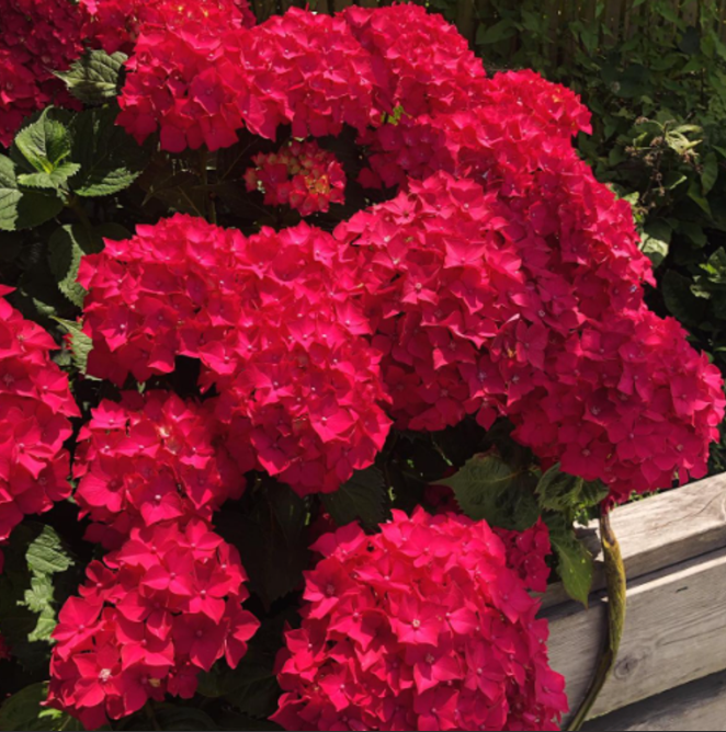 Hortensia Macrophylla "Miss Hepburn" la Ghiveci 10 L