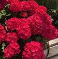 Hortensia Macrophylla "Miss Hepburn" la Ghiveci 10 L