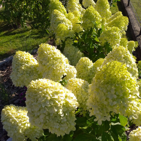 Hortensia Paniculata "Galbenă"