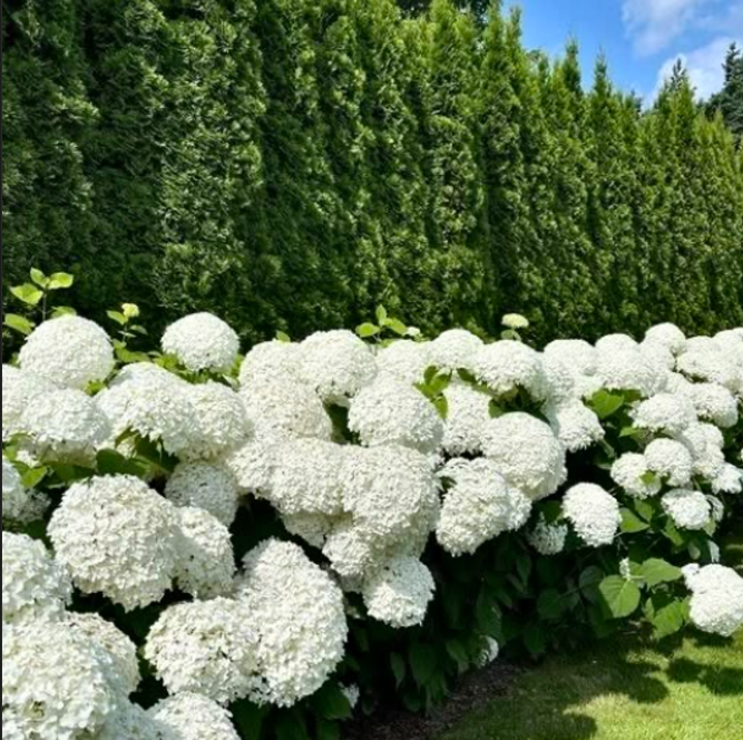 Hortensia Macrophylla "Wudu"