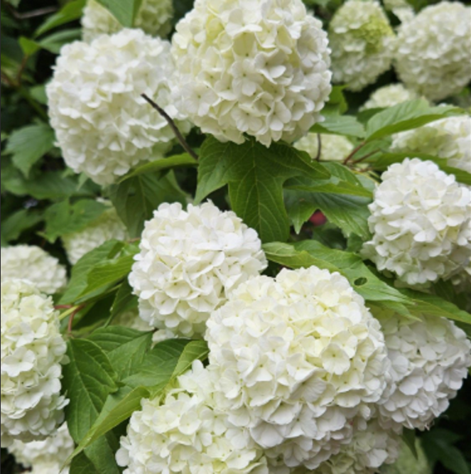 Hortensia Macrophylla "Wudu"
