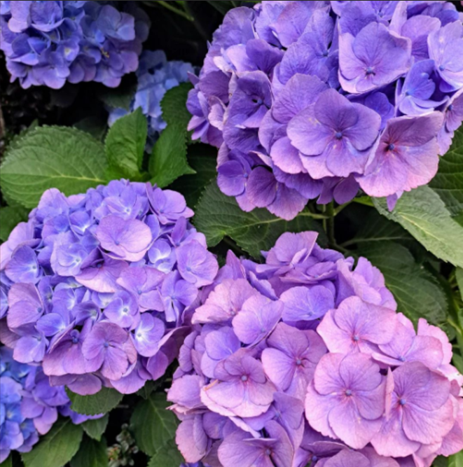 Hortensia Macrophylla "Endless Summer" la Ghiveci 10 L