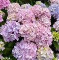Hortensia Macrophylla "Bouquet Rose" la Ghiveci 10 L