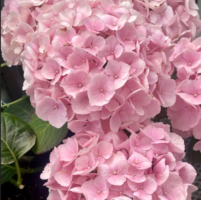 Hortensia Macrophylla "Bouquet Rose" la Ghiveci 10 L