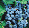 Afin "Brigitta Blue" la Ghiveci