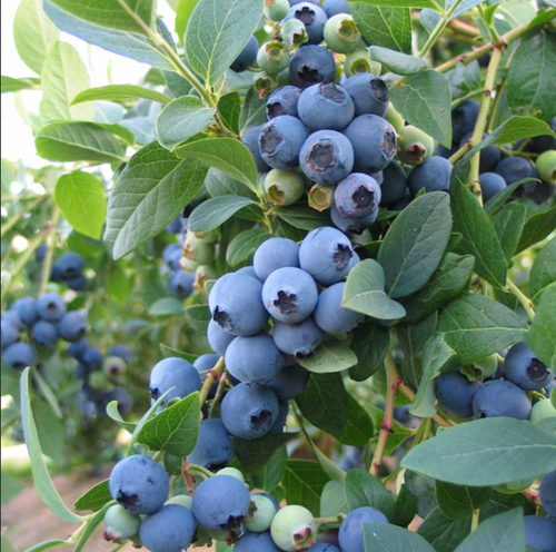 Afin "Bluecrop" la Ghiveci