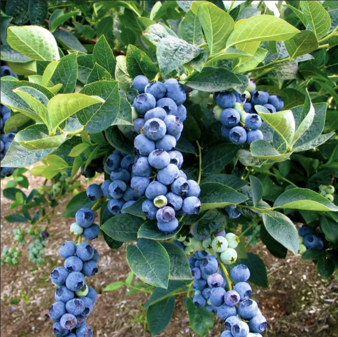 Afin "BlueGold"  la Ghiveci
