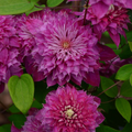 Clematis "Amethyst Haze" la Ghiveci