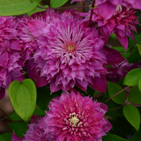 Clematis "Amethyst Haze" la Ghiveci