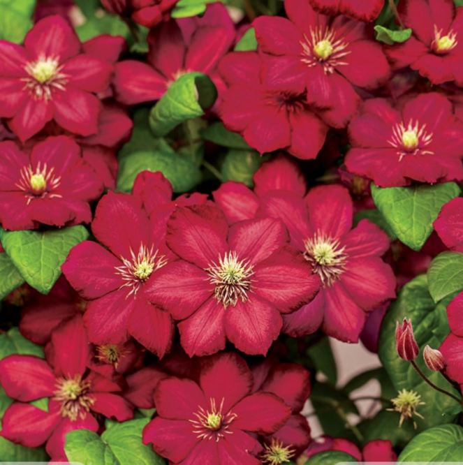 Clemantis "Ruby Cascade" la Ghiveci