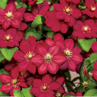 Clemantis "Ruby Cascade" la Ghiveci