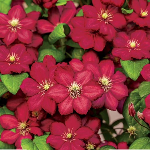 Clemantis "Ruby Cascade" la Ghiveci
