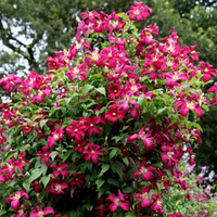Clemantis "Ruby Cascade" la Ghiveci