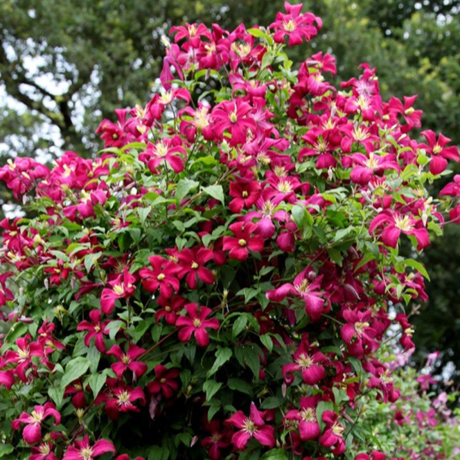 Clemantis "Ruby Cascade" la Ghiveci