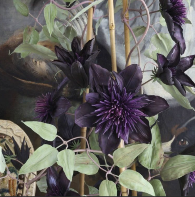 Clematis "Immoral Allure" la Ghiveci