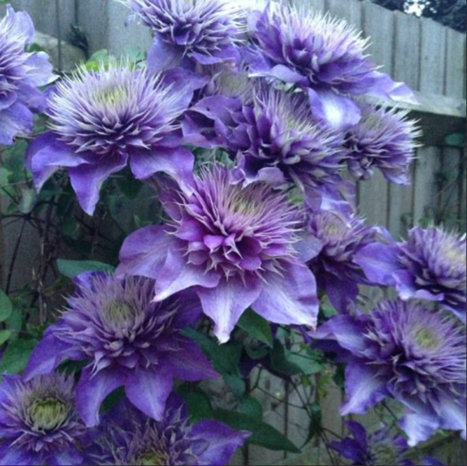 Clematis "Blissful Whisper" la Ghiveci