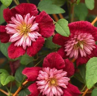 Clematis "Delicate Embroider" la Ghiveci