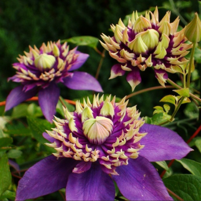 Clematis "Wicked Grin" la Ghiveci
