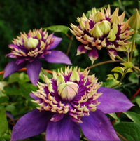Clematis "Wicked Grin" la Ghiveci