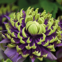 Clematis "Wicked Grin" la Ghiveci
