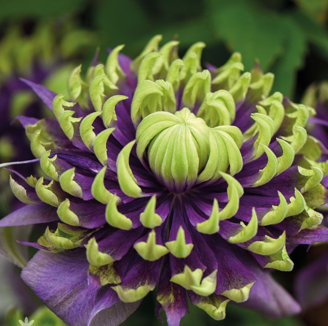 Clematis "Wicked Grin" la Ghiveci