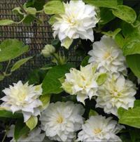 Clematis "Sweet Sage" la Ghiveci