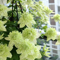 Clematis "Sweet Sage" la Ghiveci